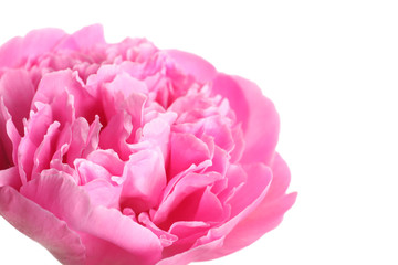 Beautiful fresh peony flower on white background, closeup