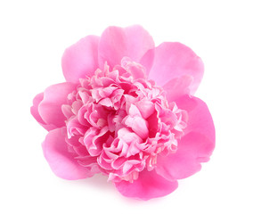 Beautiful fresh peony flower on white background © New Africa