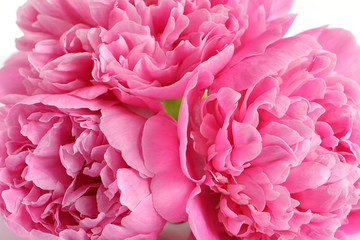 Fototapeta premium Beautiful fresh peony flowers on white background, closeup