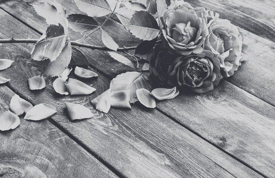 Roses and petals on an old wooden board. Black white photo. Flower frame.
