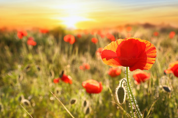 Beautiful blooming red poppy flower in field at sunset. Space for text