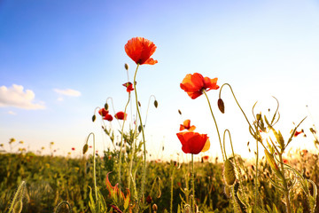 Beautiful blooming red poppy flowers in field on sunny day