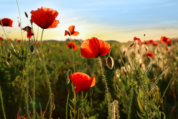 Obraz premium Beautiful blooming red poppy flowers in field at sunset