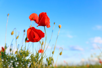 Beautiful blooming red poppy flowers in field against blue sky. Space for text