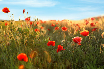 Obraz premium Sunlit field of beautiful blooming red poppy flowers and blue sky