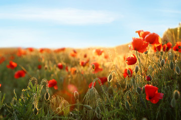 Fototapeta na wymiar Sunlit field of beautiful blooming red poppy flowers and blue sky
