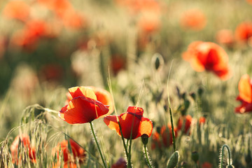 Naklejka premium Beautiful blooming red poppy flowers in field. Space for text
