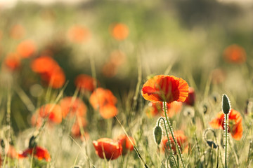 Beautiful blooming red poppy in field. Space for text