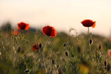 Beautiful blooming red poppy flowers in field at sunset