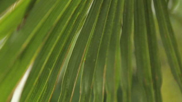  The nature of Montenegro in macro photography. Abstract tropical backgrounds of leaves and grass.