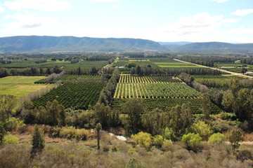 Fototapeta na wymiar Citrus trees in neat rows in orchards surrounded by rows of tall trees that act as windbreaks, with river in foreground and mountains in background.