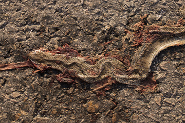 Dead snake. Road wars - death of a Reptile from the car. The killing of a animal. Caspian whipsnake (caspius) also known as the large whipsnake (Dolichophis/Coluber).