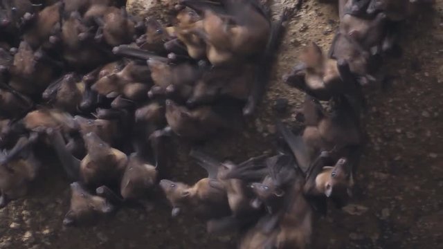 accumulation of bats in a cave (bali, indonesia)