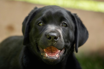 A sweet little black Labrador Retriever puppy
