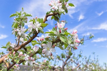 Beautiful soft apple blossoms on a tree branch