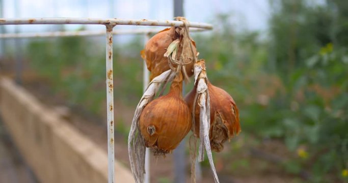 Garden onions hanging to dry in polytunnel greenhouse planting boxes