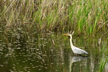 Grey heron Ardea cinerea in the lake with calm reflecting water.