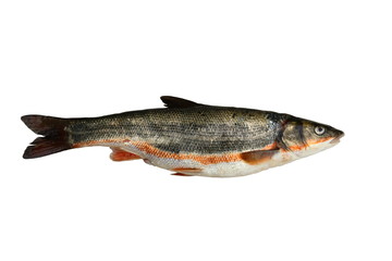 Japanese dace, ugui (Tribolodon hakonensis) isolated on white background.