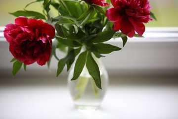 red roses in a vase