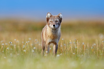 Arctic Fox, Vulpes lagopus, cute animal portrait in the nature habitat, grassy meadow with flowers, Svalbard, Norway. Beautiful wild animal in the grass.