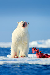 Two polar bears with killed seal. White bear feeding on drift ice with snow, Manitoba, Canada. Bloody nature with big animals. Dangerous baer with carcass. Arctic wildlife, animal food behaviour. © ondrejprosicky