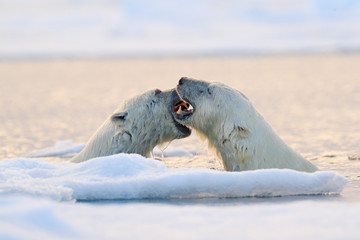 Polar bear fight in the water. Two Polar bears playing on drifting ice with snow. White animals in the nature habitat, Svalbard, Norway. Animals playing in snow, Arctic wildlife. Funny nature image . © ondrejprosicky