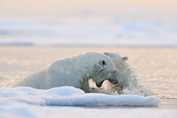 Polar bear fight in the water. Two Polar bears playing on drifting ice with snow. White animals in the nature habitat, Svalbard, Norway. Animals playing in snow, Arctic wildlife. Funny nature image . © ondrejprosicky