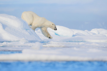 Polar bear on drift ice edge with snow and water in Svalbard sea. White big animal in the nature habitat, Europe. Wildlife scene from nature. Dangerous bear walking on the ice. © ondrejprosicky