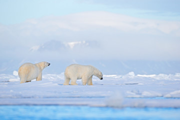 Polar bear on drift ice edge with snow and water in Svalbard sea. White big animal in the nature habitat, Europe. Wildlife scene from nature. Dangerous bear walking on the ice.