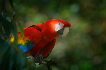Red parrot Scarlet Macaw, Ara macao, bird sitting on the branch with food, Amazon, Brazil. Wildlife scene from tropical forest. Beautiful parrot on tree in nature habitat.