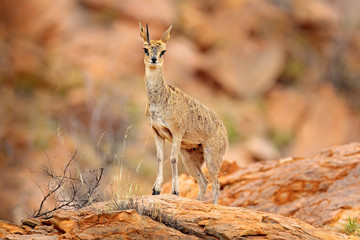 Fototapeta premium Klipspringer antelope, in the rock habitat. Animal sitting on the stone in the Mountain, Namibia in Africa. Klipspringer unicorn, wildlife scene from nature. Safari in Namibia.