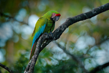 Ara ambigua, Green parrot Great-Green Macaw on tree. Wild rare bird in the nature habitat, sitting on the branch in Costa Rica. Wildlife scene in tropic nature forest. Blue sky and palm tree leaves.