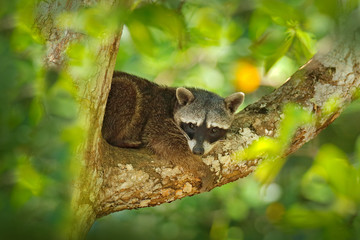 Raccoon, Procyon lotor, hidden in the green forest vegetation in National Park Manuel Antonio, Costa Rica. Wildlife scene from tropic nature. Animals in the dark forest. Cute raccoon on the tree.