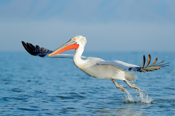 Dalmatian pelican, Pelecanus crispus, landing in Lake Kerkini, Greece. Pelican with open wings. Wildlife scene from European nature. Bird landing to the blue lake water. Bird fly.