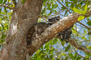 Raccoon, Procyon lotor, hidden in the green forest vegetation in National Park Manuel Antonio, Costa Rica. Wildlife scene from tropic nature. Animals in the dark forest. Cute raccoon on the tree.