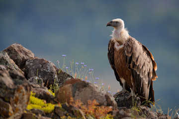 Group of vultures. Griffon Vulture, Gyps fulvus, big birds of prey sitting on rocky mountain, nature habitat, Madzarovo, Bulgaria, Eastern Rhodopes. Wildlife from Balkan. Wildlife scene from nature.