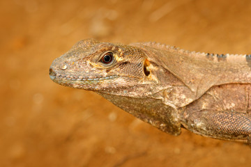 Detail portrait of lizard from tropic nature. Lizard Black Iguana, Ctenosaura similis, sitting on the stone. Wildlife animal scene from nature. Summer day with lizard with long tail, Central America.