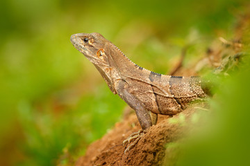Detail portrait of lizard from tropic nature. Lizard Black Iguana, Ctenosaura similis, sitting on the stone. Wildlife animal scene from nature. Summer day with lizard with long tail, Central America.