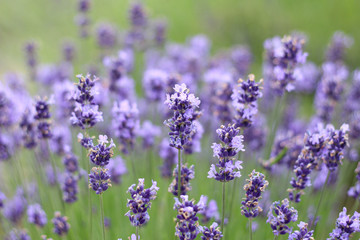 きれいな紫色と癒しの香りが特徴のラベンダー