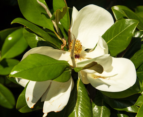 big white flowers of magnolia in spring