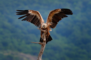 Group of vultures. Griffon Vulture, Gyps fulvus, big birds of prey sitting on rocky mountain, nature habitat, Madzarovo, Bulgaria, Eastern Rhodopes. Wildlife from Balkan. Wildlife scene from nature.