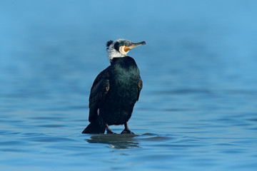 Great Cormorant, Phalacrocorax carbo, sitting in the blue water. Spring on the lake with beutiful bird. Wildlife scene from nature. Cormorant in the river habitat, Germany, Europe.