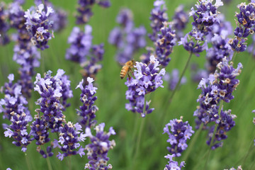 鮮やかな紫とリラックス効果のある香りが特徴のラベンダー