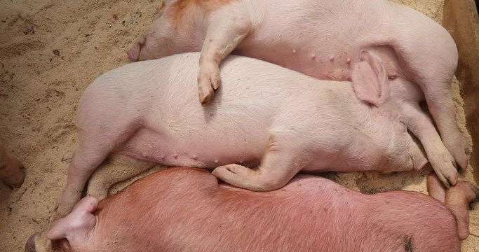 Close up of piglets on a pig farm sleeping