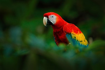 Red parrot. Detail close-up of parrot Scarlet Macaw, Ara macao, bird sitting on the branch with food, Amazon, Brazil. Wildlife scene from tropical forest. Beautiful parrot on tree in nature habitat