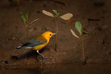 Prothonotary warbler, Protonotaria citrea, small yellow golden grey songbird in the habitat. Warbler near the river with young mangrove plant, Rio Tarcles, Carara NP, Costa Rica. Wildlife in tropic.