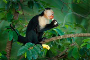 Monkey with banana. Black monkey hidden in the tree branch in the dark tropical forest. White-headed Capuchin, feeding fruits. Animal in nature habitat, wildlife of Costa Rica. 