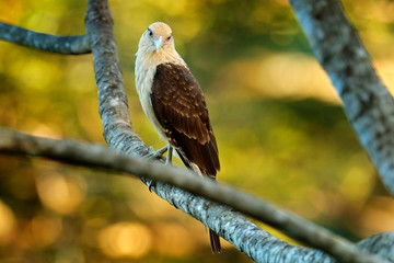 Yellow-headed caracara, Milvago chimachima, bird fly above green vegetation. Caracara flight in the nature habitat, Tarcoles, Carara NP, Costa Rica. Wildlife scene from nature.