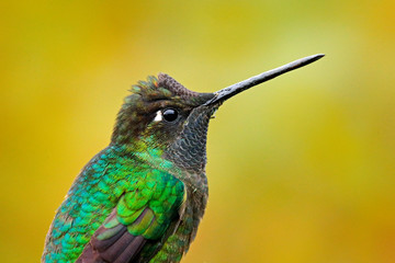 Talamanca admirable hummingbird, Eugenes spectabilis, detail bill portrait of beautiful bird. Wildlife scene from nature. Detail shiny glossy bird, Tapanti NP, Costa Rica. Head portrait of hummingbird