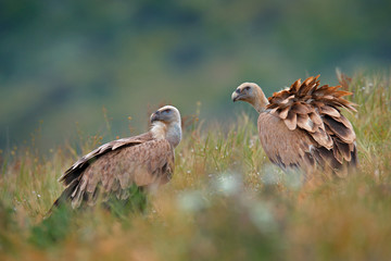 Group of vultures. Griffon Vulture, Gyps fulvus, big birds of prey sitting on rocky mountain, nature habitat, Madzarovo, Bulgaria, Eastern Rhodopes. Wildlife from Balkan. Wildlife scene from nature.